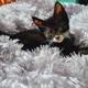 스톤폴스스크린