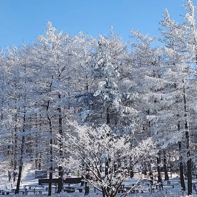 하이디