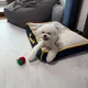 호이
