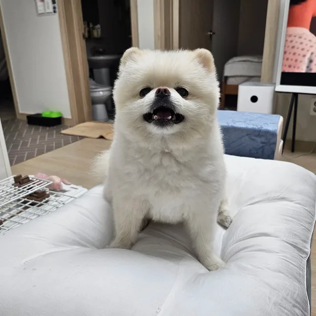 돼지