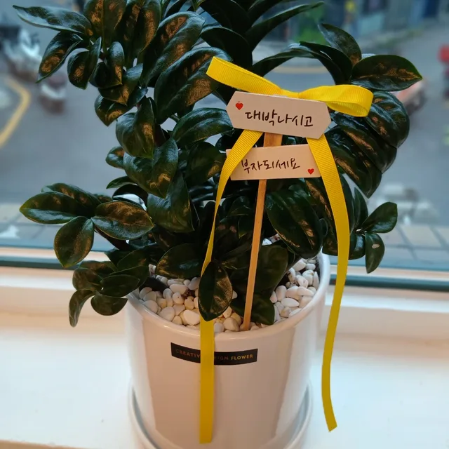 프리마