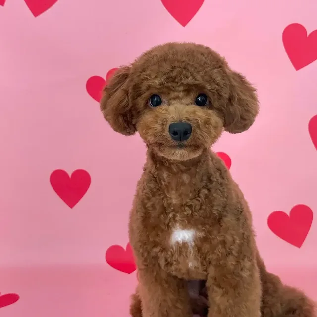 파크