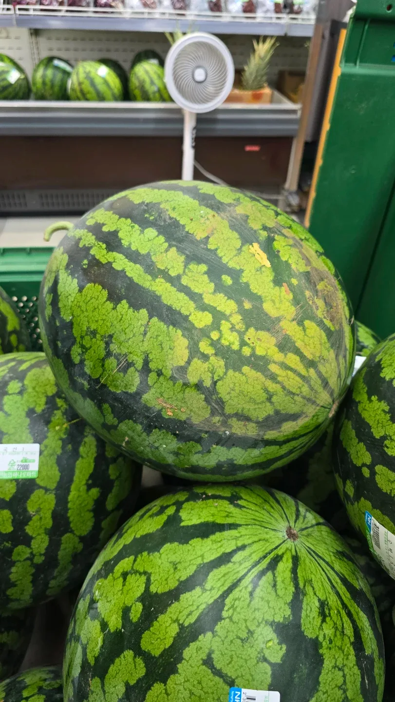 관저동동
