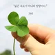 보라미