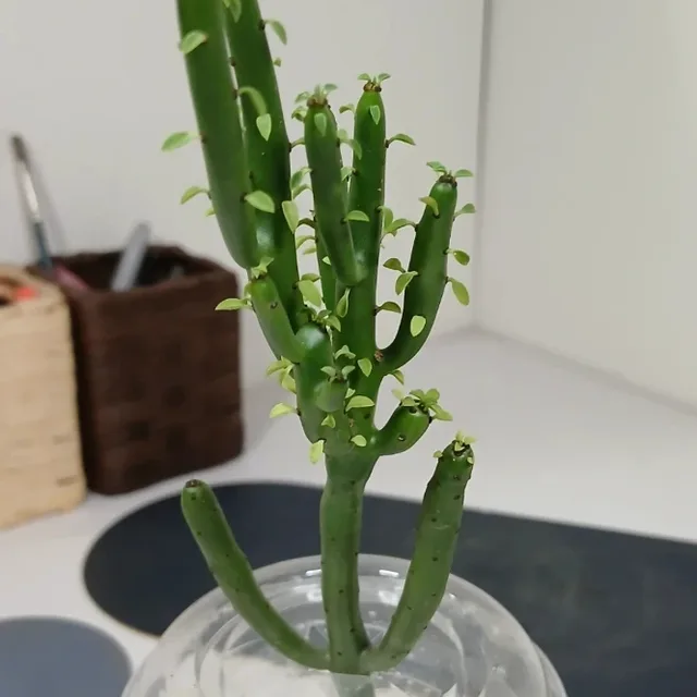영어교육자