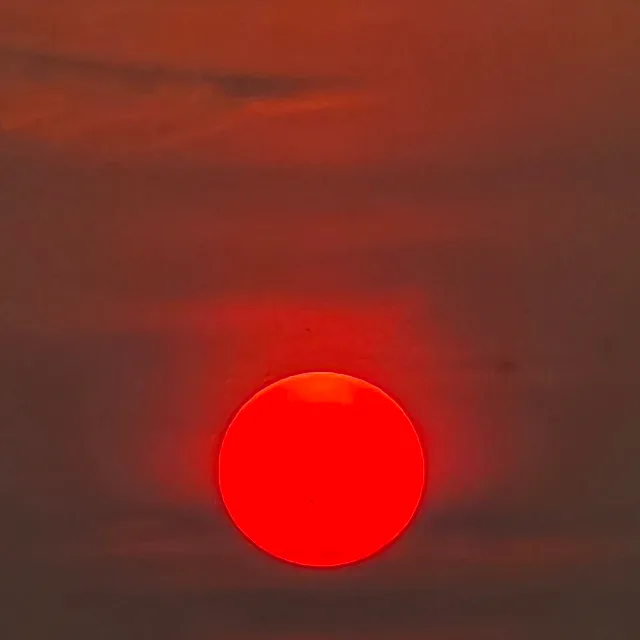 보라빛