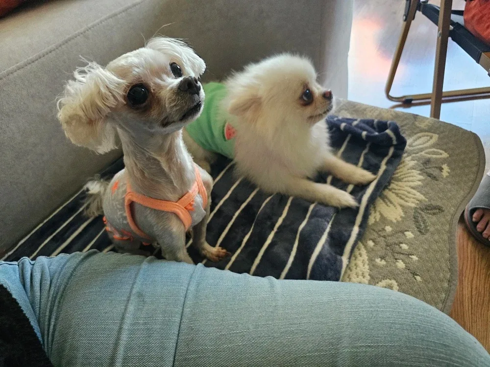 애뚱이