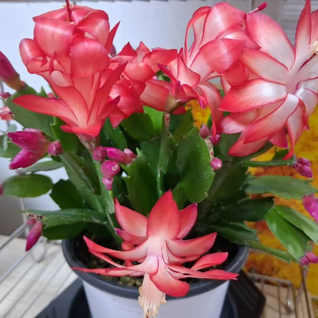 행복하세요