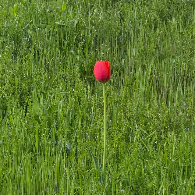 몽실과행운
