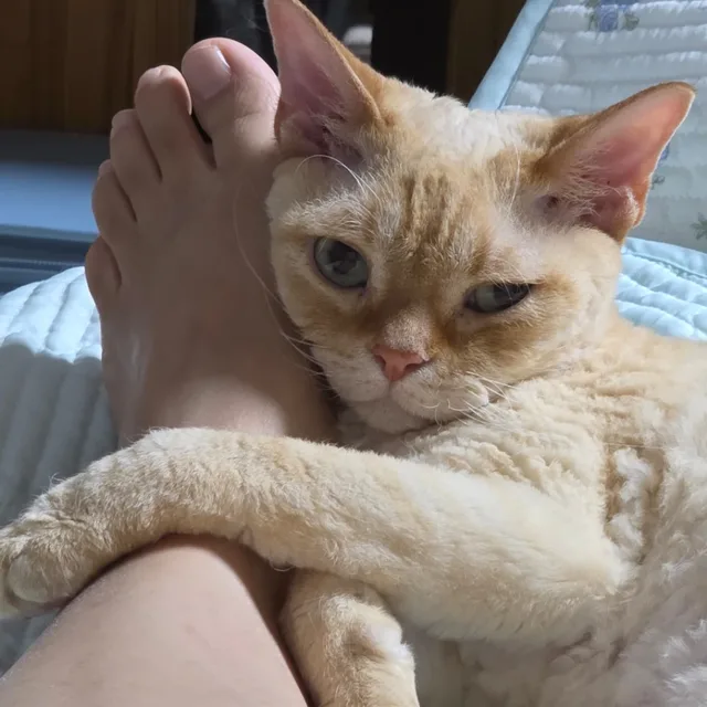자작나무73