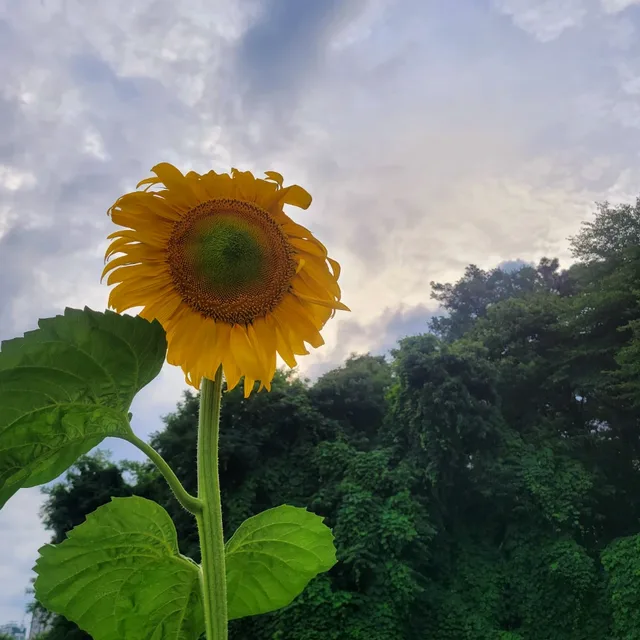 여름해바라기