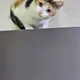 토루