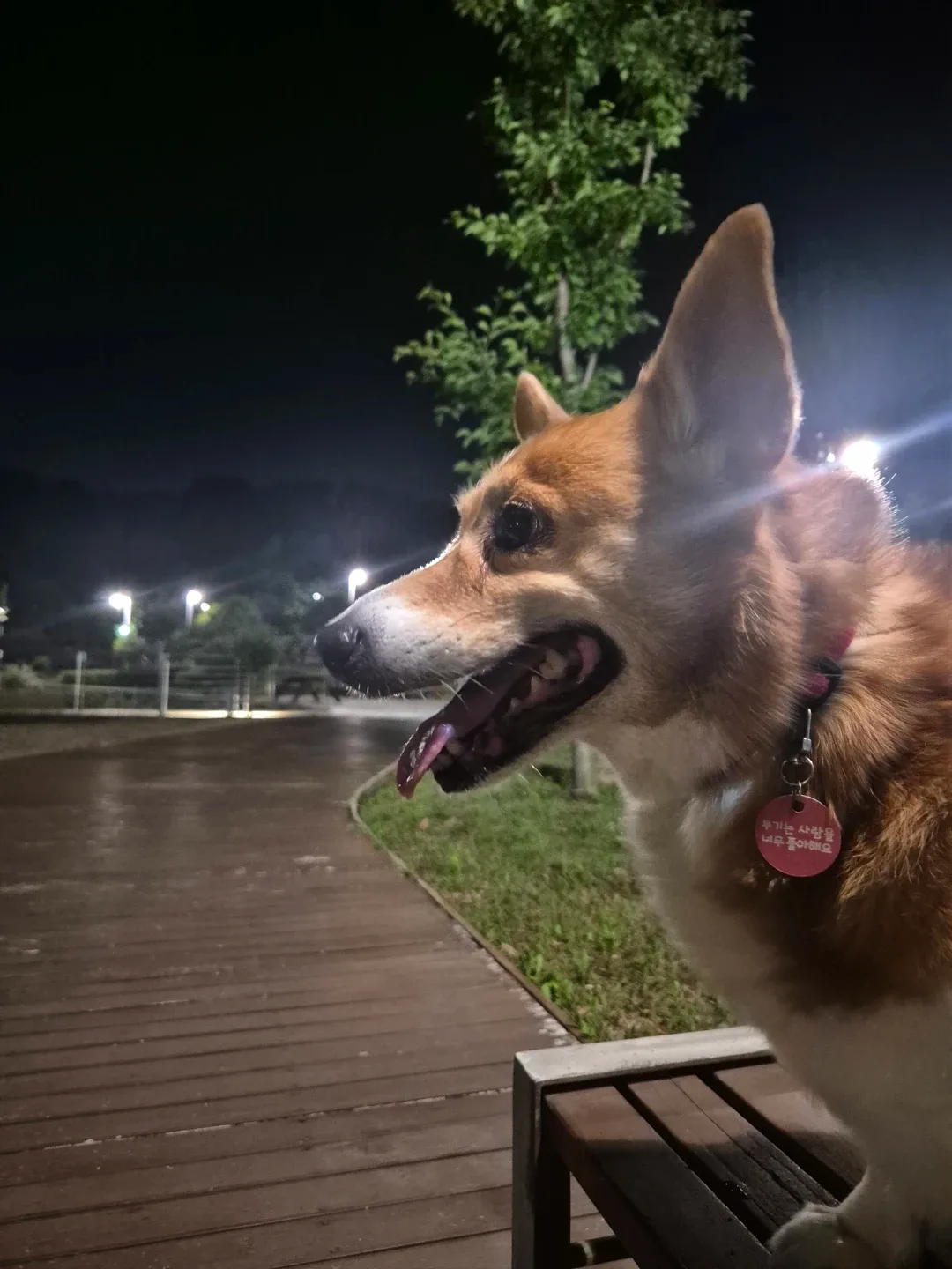 날아라웰시코기
