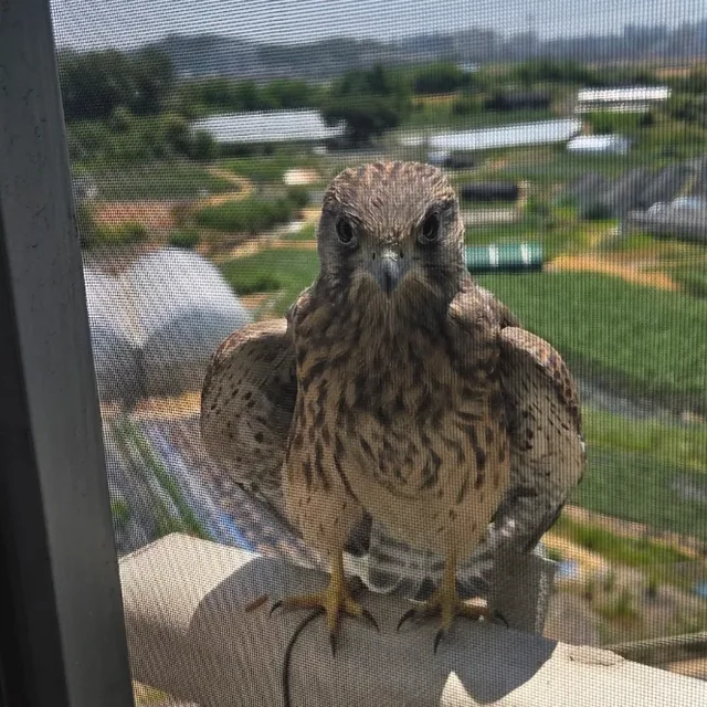 안씨