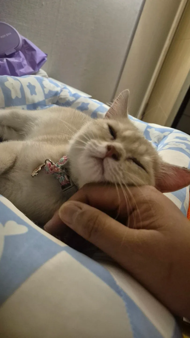 가나다라마바사