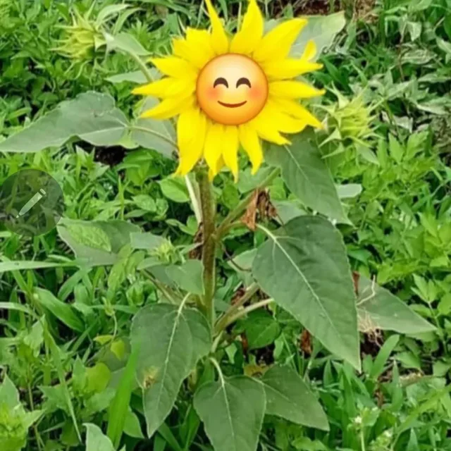 해바라기