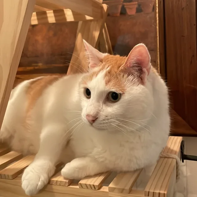 천사뽀삐
