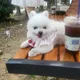 샤넬마미