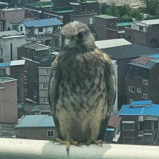 JH
