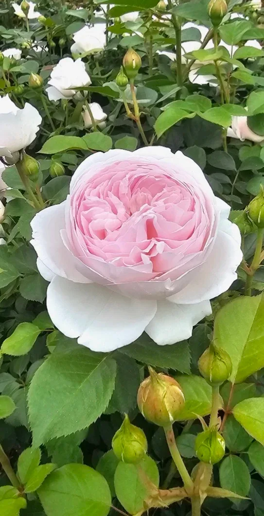 유대장