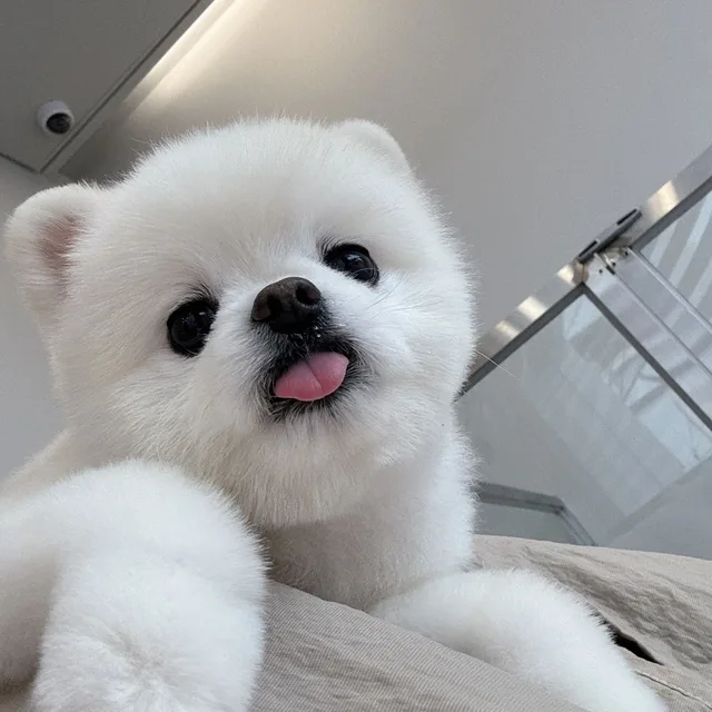 케어중