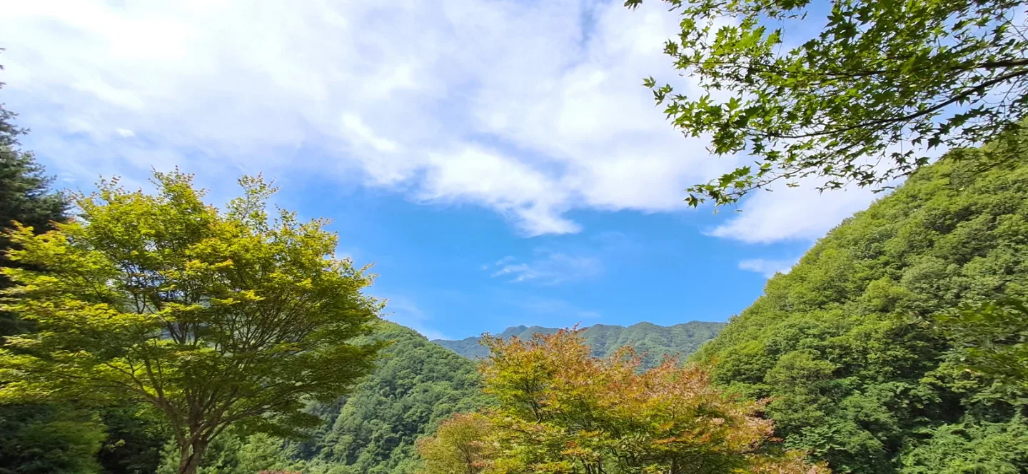 디비