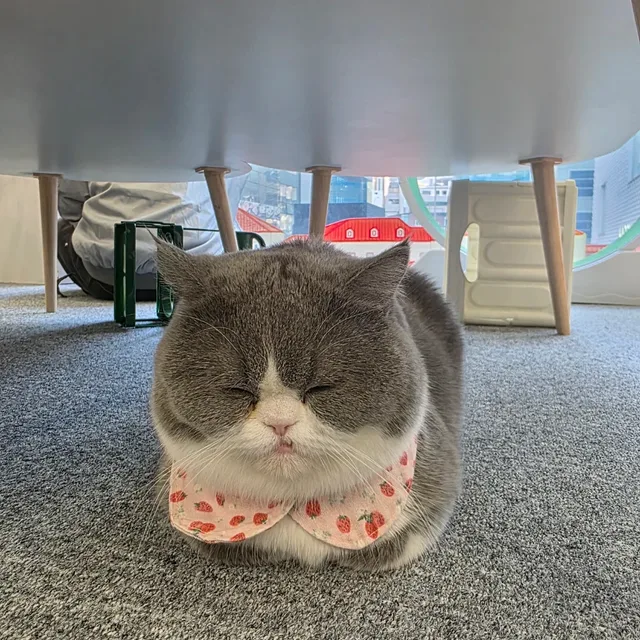 당근당근
