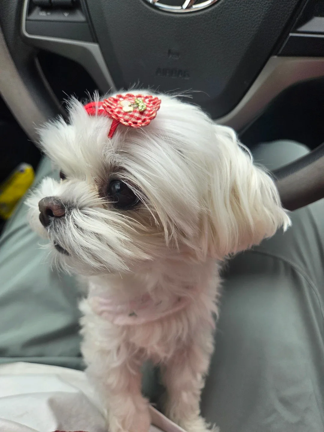 이섬핑크