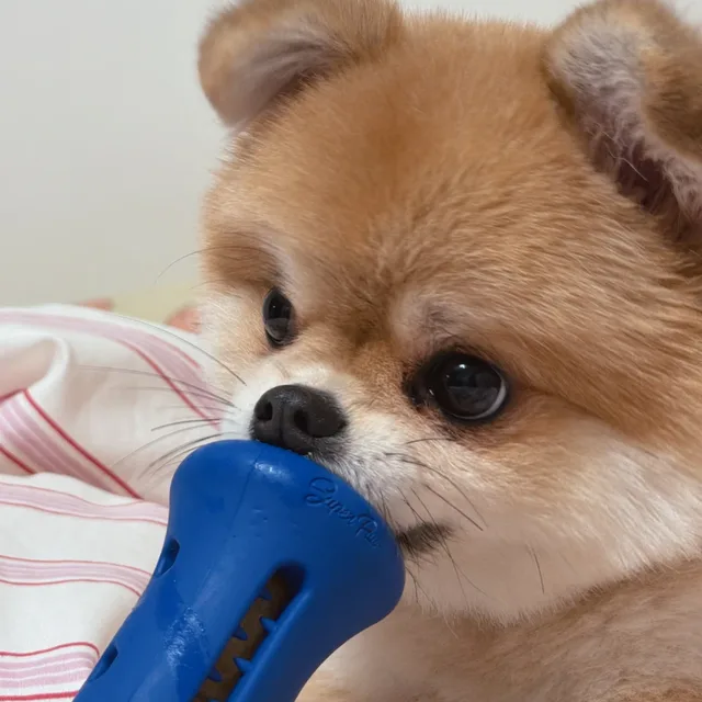 뽀또