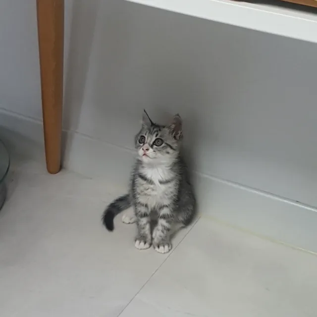 아난다