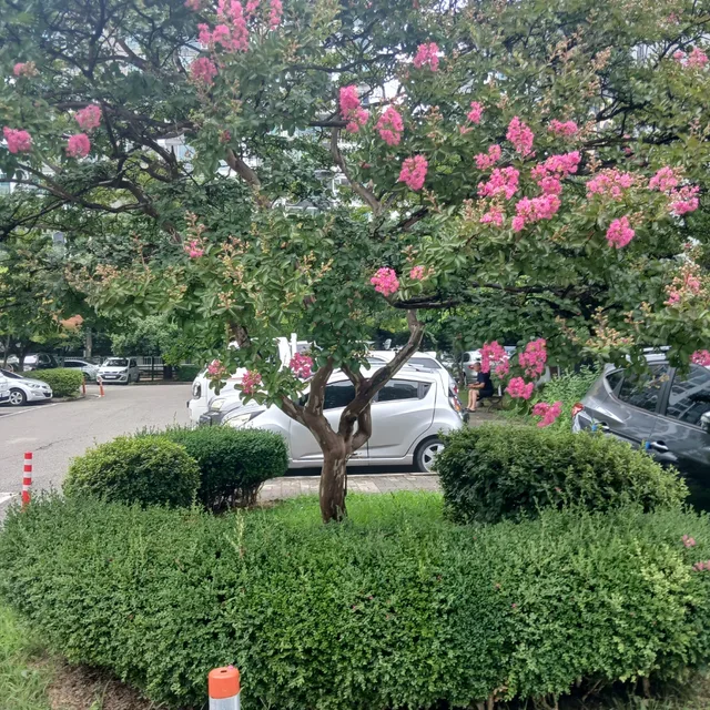 벚꽃