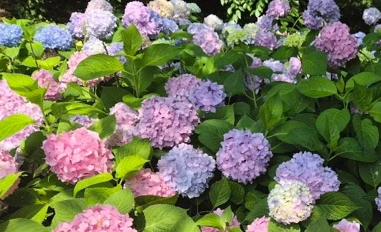 수국님