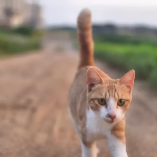 치즈고양이