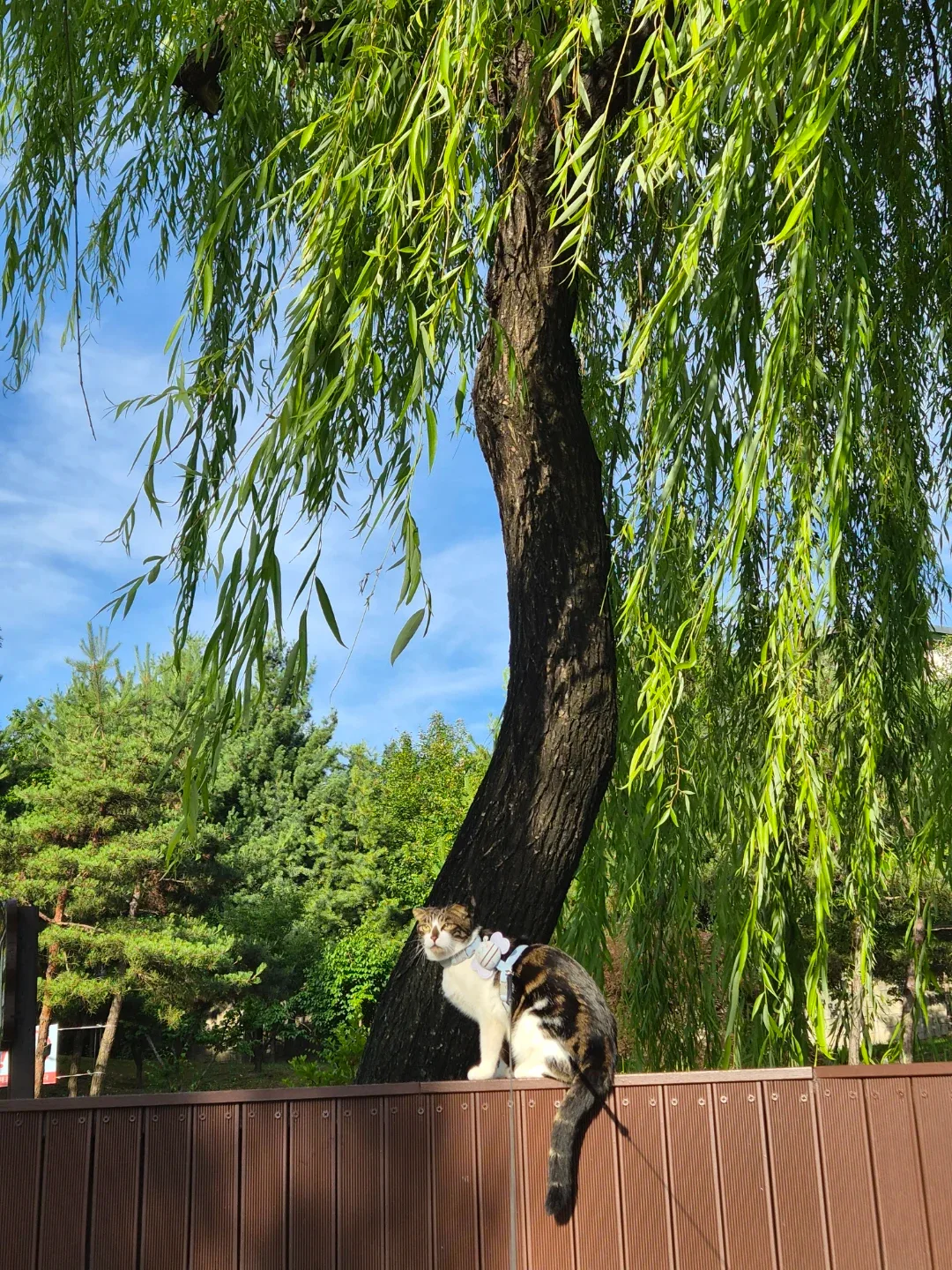 츄츄