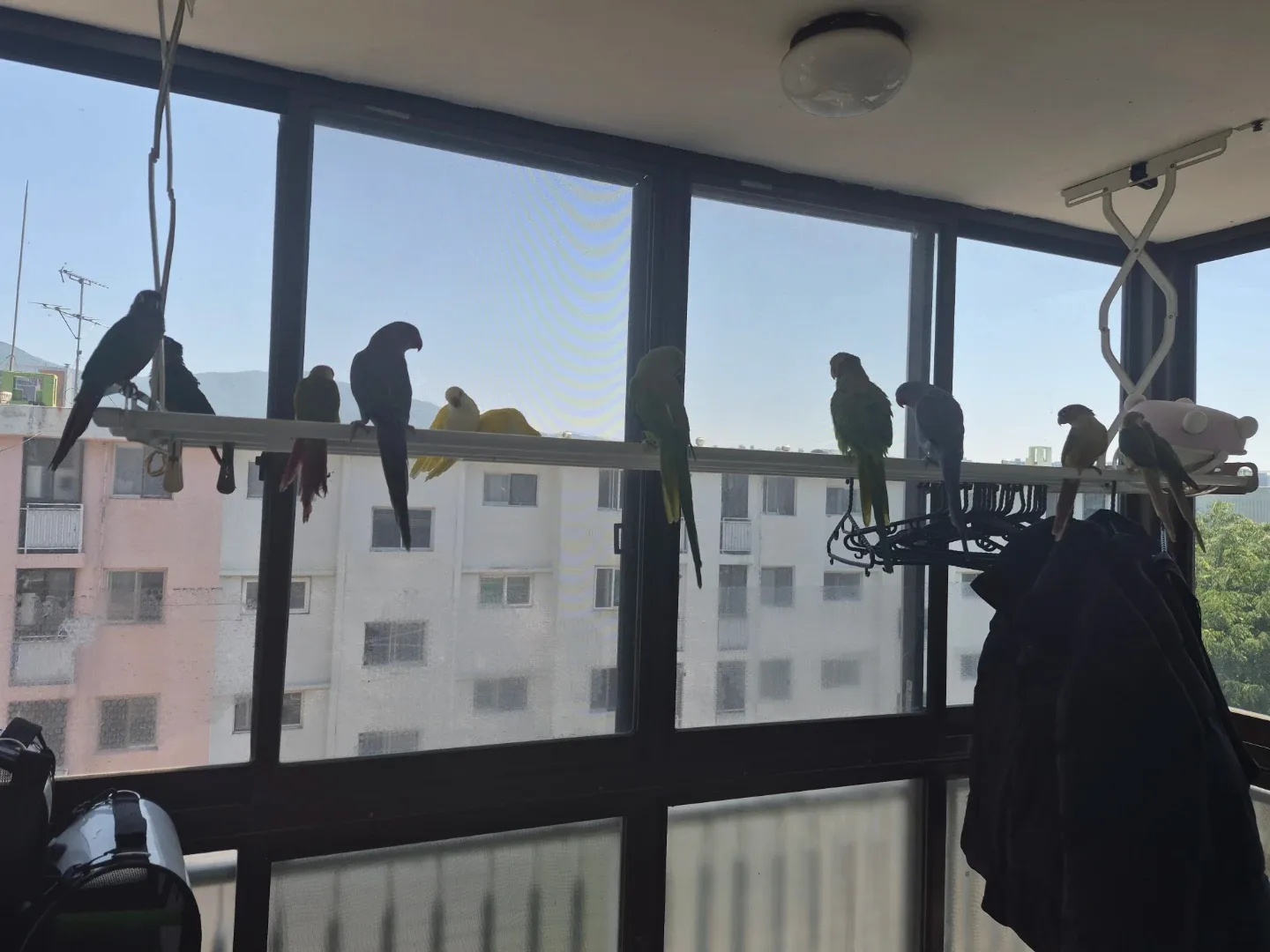 바나나님