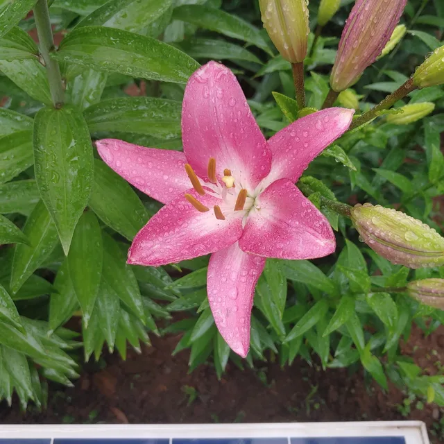 알파마요