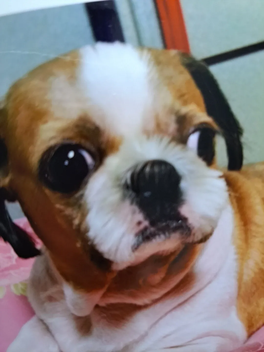 뇸뇸