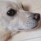 강아지아강