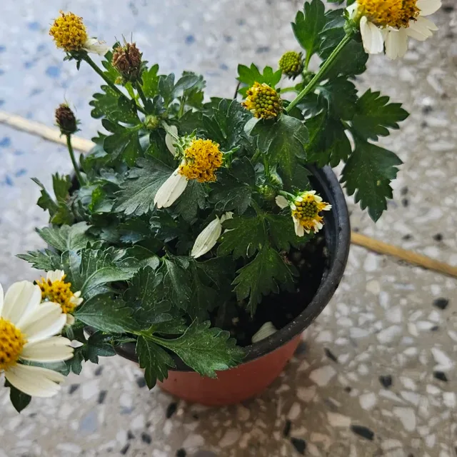 도파민ss