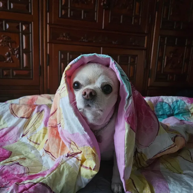 봉봉