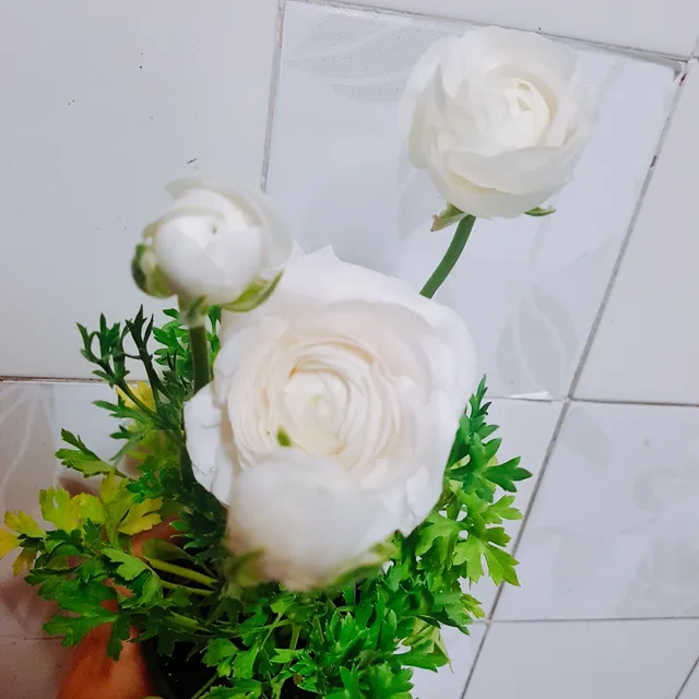 꾸꾸까까