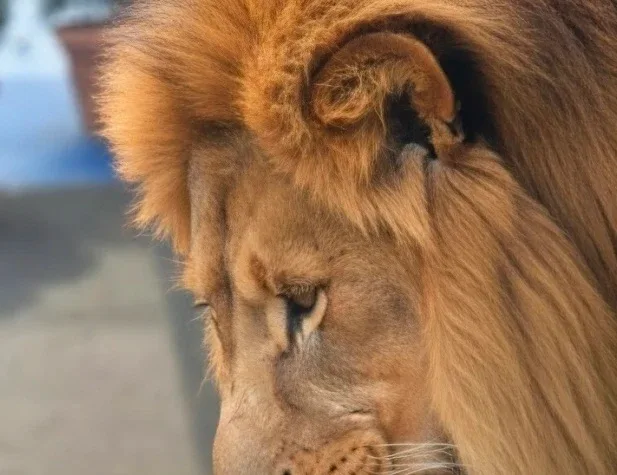 라이언