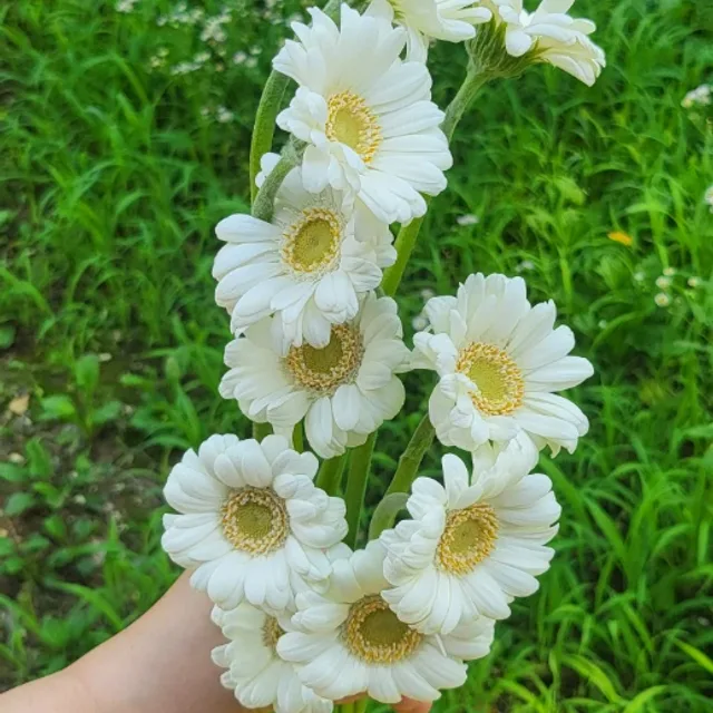 짱째원