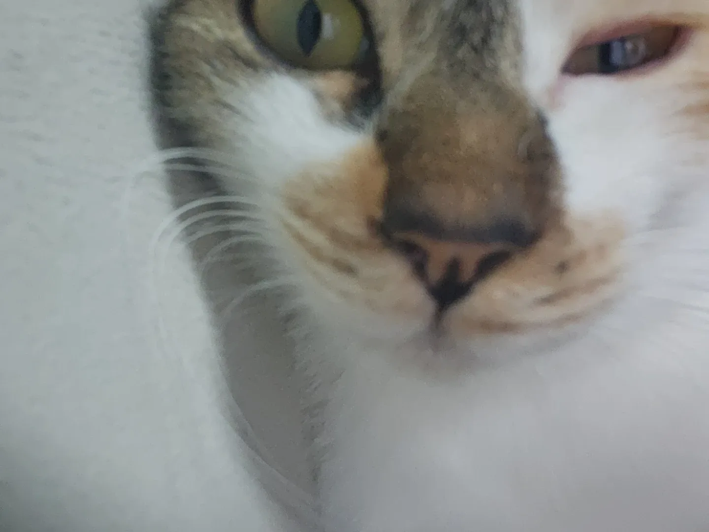 사주세요