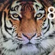행복하게