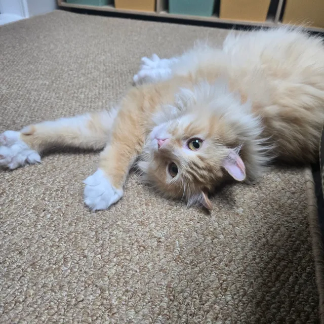 햇님이네