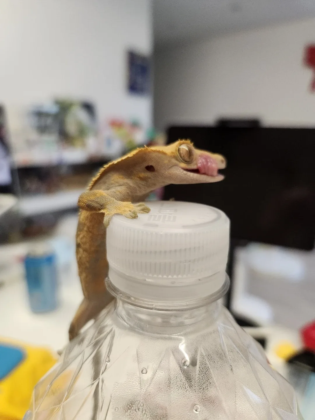 케이시