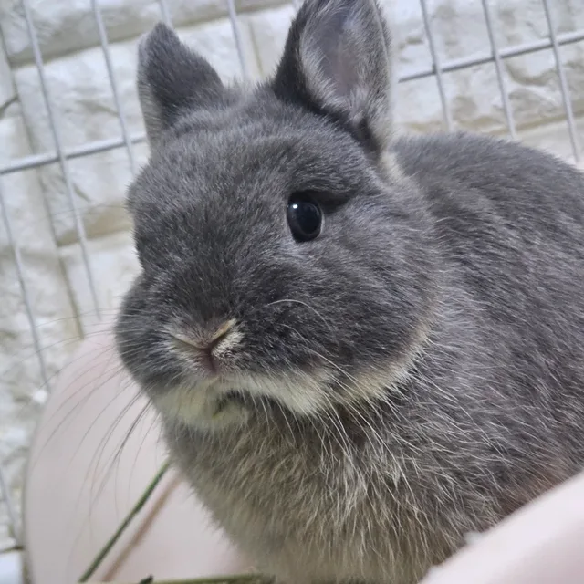 토끼집사