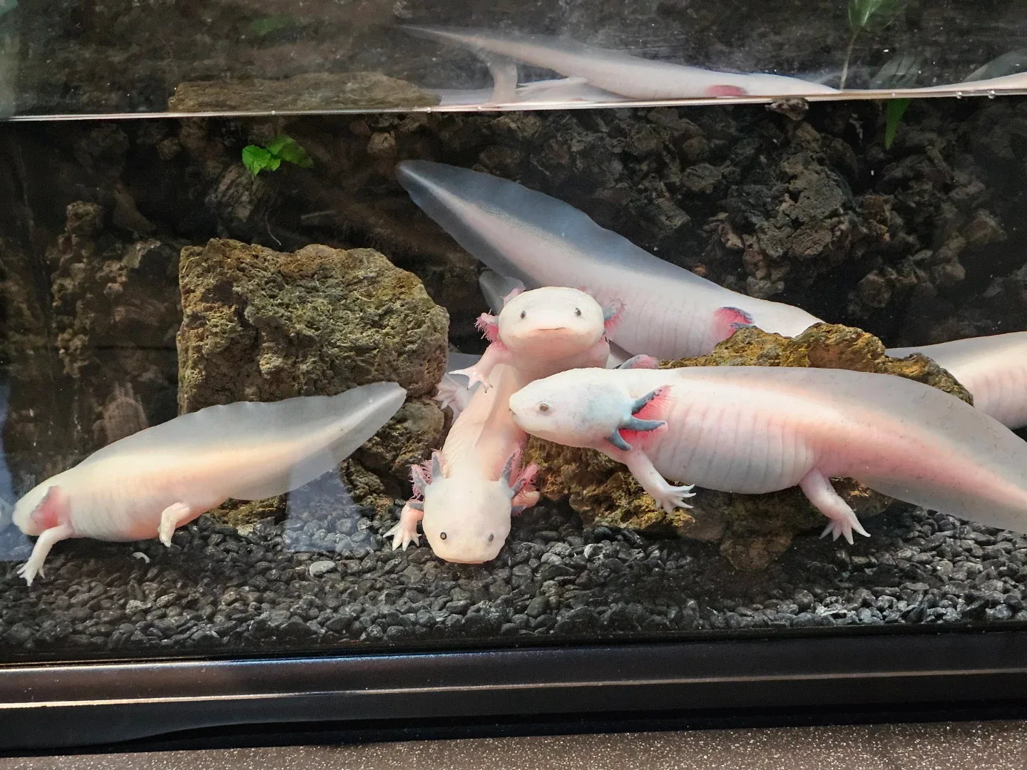 짱돌배이