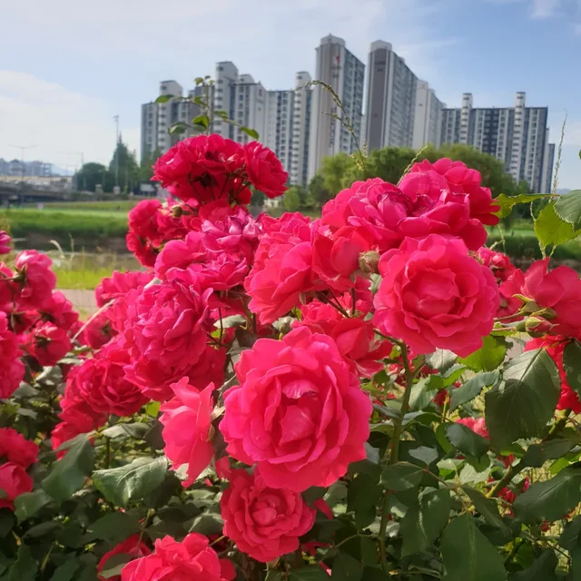 청개구